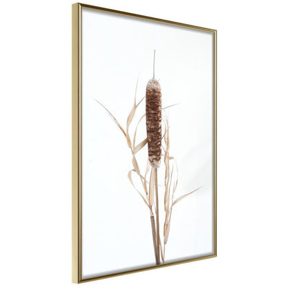 Autumn Framed Poster - Typha-artwork for wall with acrylic glass protection