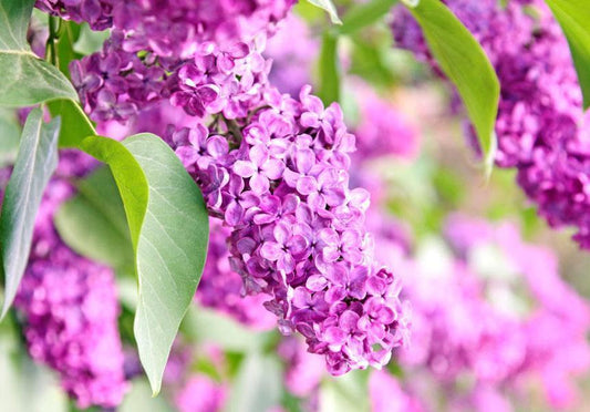 Wall Mural - Lilac flowers