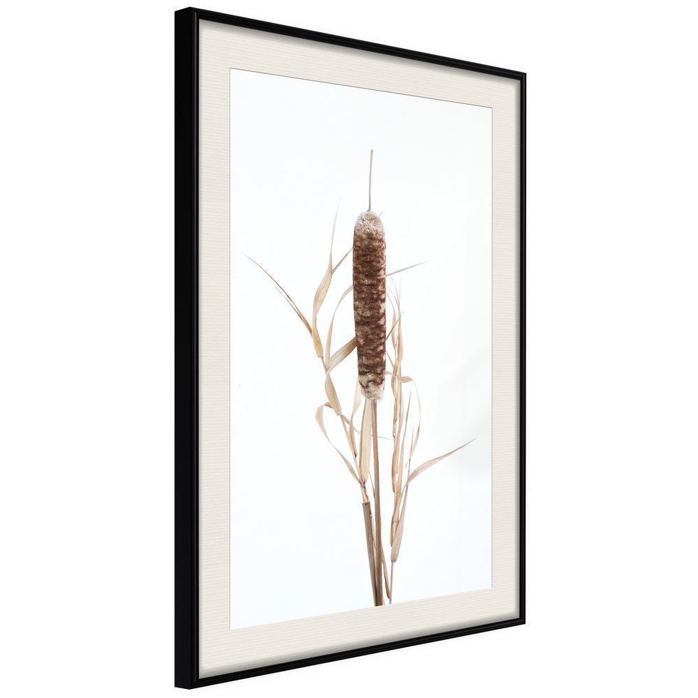 Autumn Framed Poster - Typha-artwork for wall with acrylic glass protection