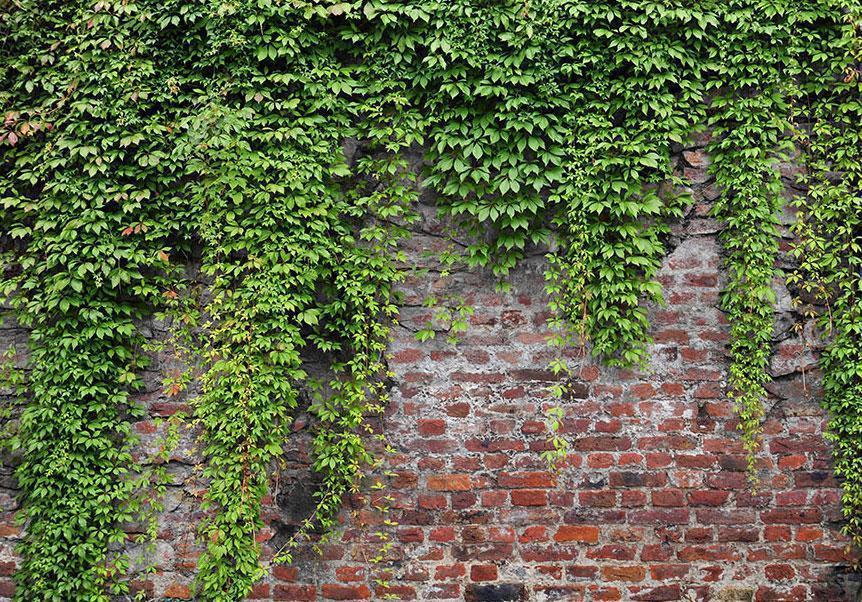 Wall Mural - Brick and ivy-Wall Murals-ArtfulPrivacy