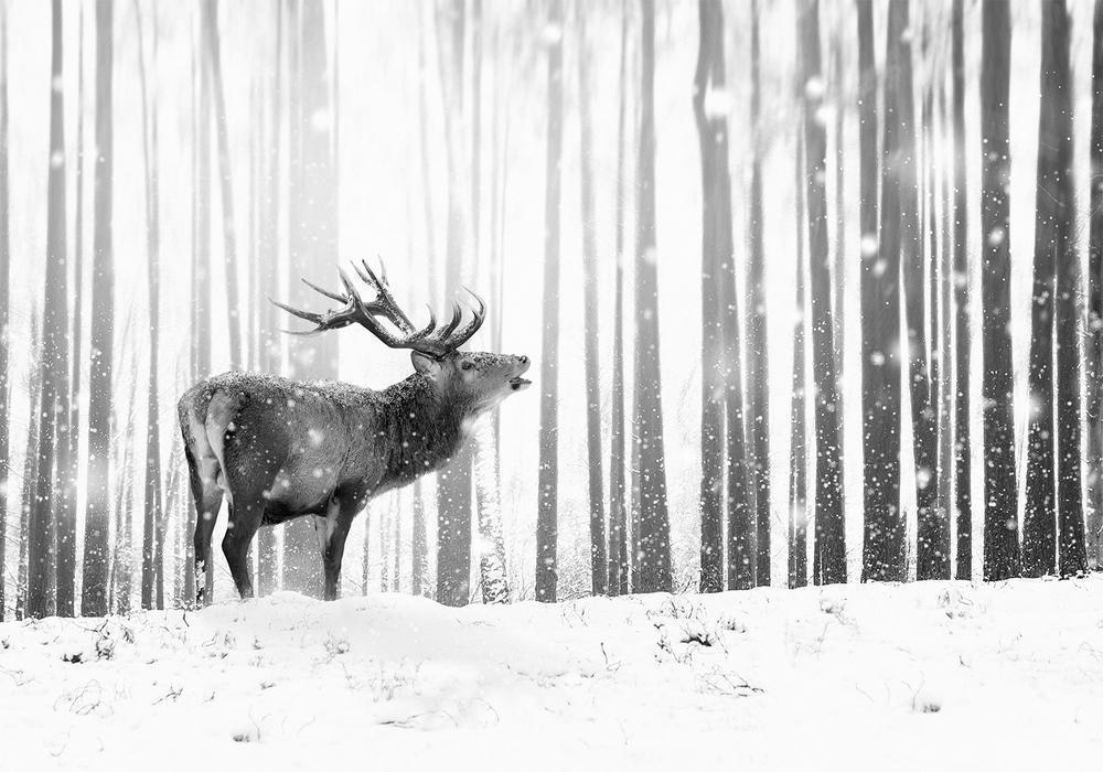 Wall Mural - Deer in the Snow (Black and White)-Wall Murals-ArtfulPrivacy
