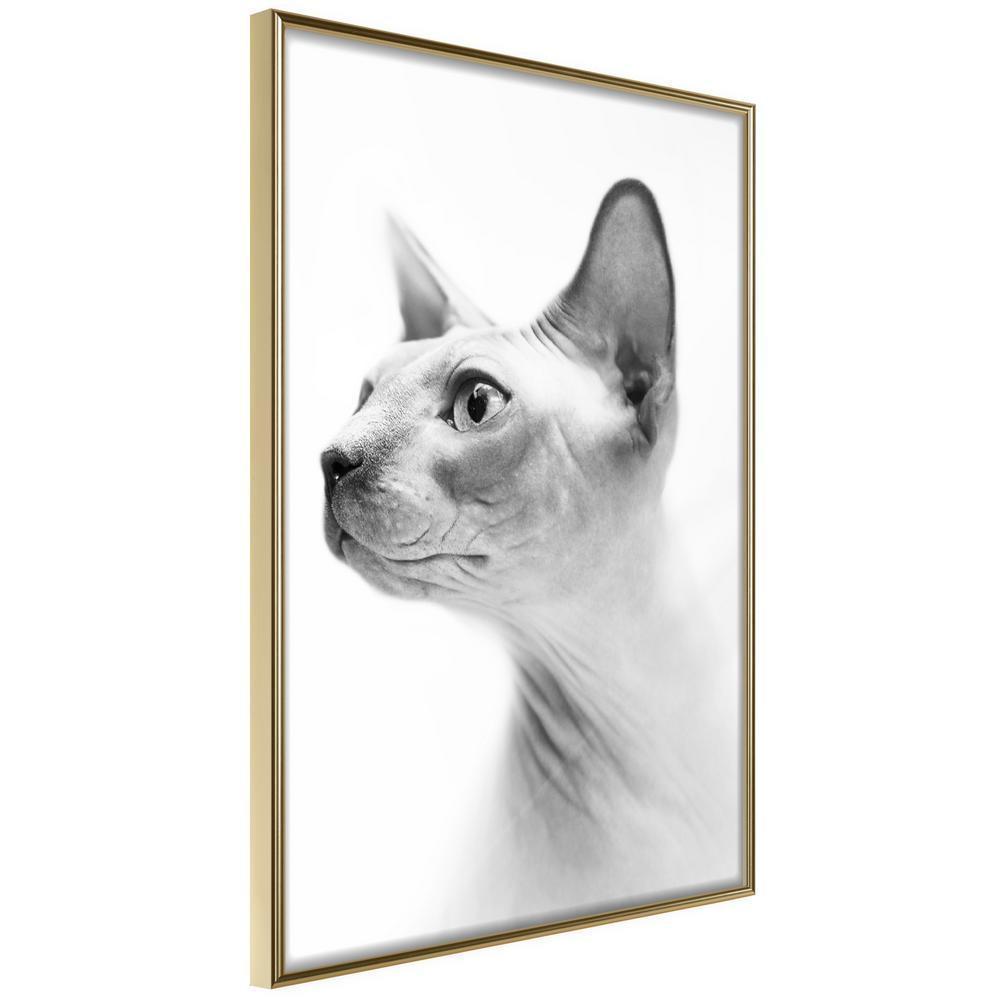 Frame Wall Art - Sphinx-artwork for wall with acrylic glass protection
