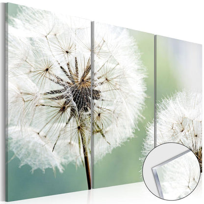 Durable Plexiglas Decorative Print - Acrylic Print - Fluffy Dandelions - ArtfulPrivacy