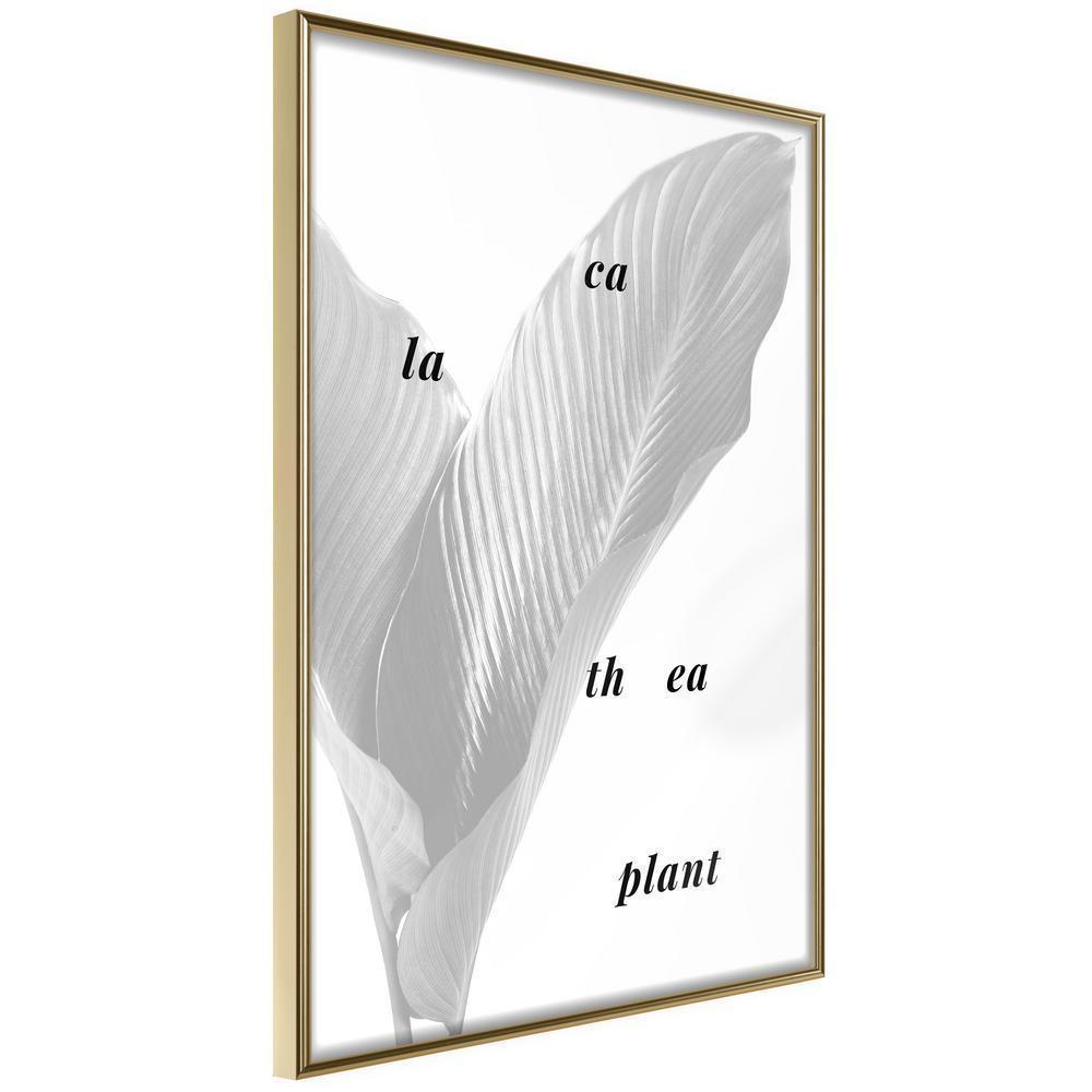 Botanical Wall Art - Calathea Leaves-artwork for wall with acrylic glass protection