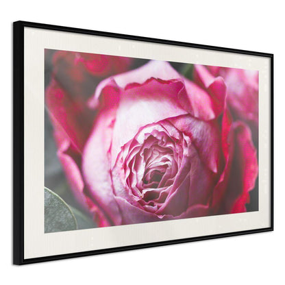 Botanical Wall Art - Blooming Rose-artwork for wall with acrylic glass protection