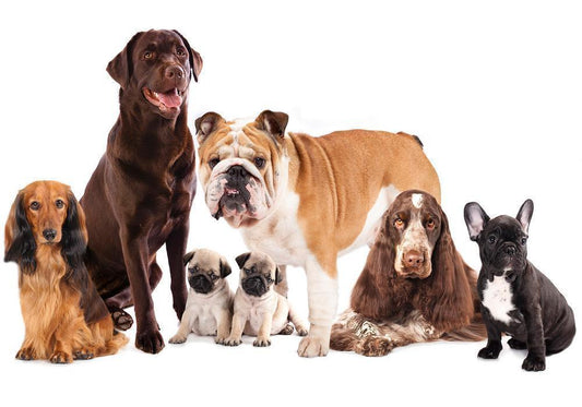 Wall Mural - Animal portrait - dogs with a brown labrador in the centre on a white background-Wall Murals-ArtfulPrivacy