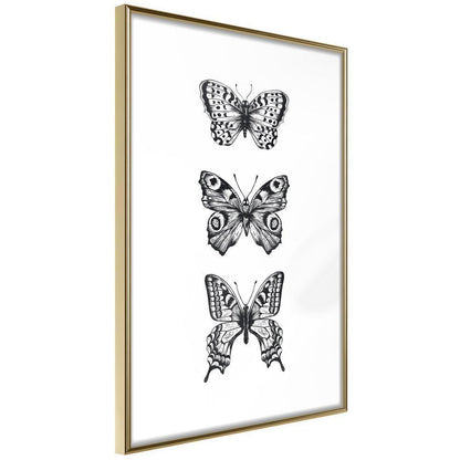 Black and White Framed Poster - Butterfly Collection III-artwork for wall with acrylic glass protection