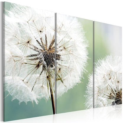 Canvas Print - Fluffy dandelions-ArtfulPrivacy-Wall Art Collection