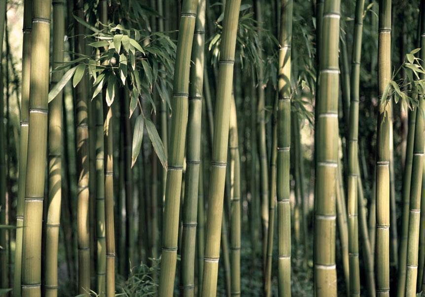 Wall Mural - Bamboo Exotic-Wall Murals-ArtfulPrivacy