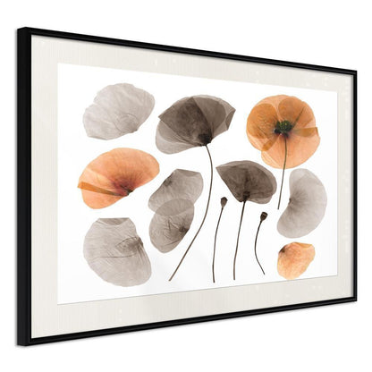 Botanical Wall Art - Dried Poppies-artwork for wall with acrylic glass protection