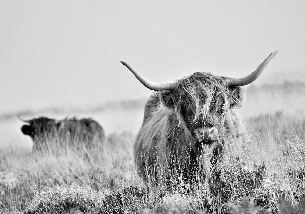 Wall Mural - Highland Cattle