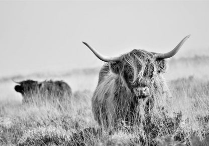 Wall Mural - Highland Cattle