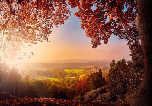 Wall Mural - Autumn delight - sunny landscape with countryside surrounded by trees and fields-Wall Murals-ArtfulPrivacy