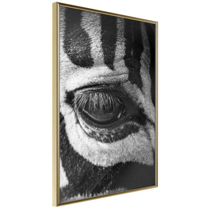 Frame Wall Art - Zebra Is Watching You-artwork for wall with acrylic glass protection