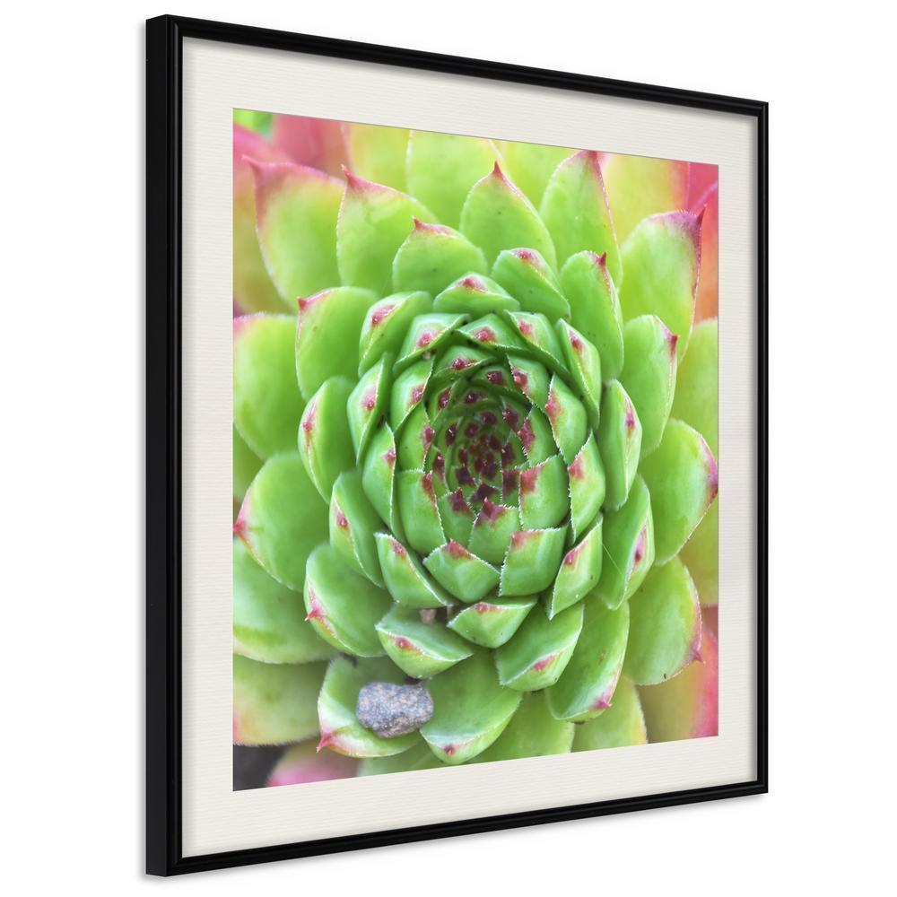 Botanical Wall Art - Stone Rose (Square)-artwork for wall with acrylic glass protection