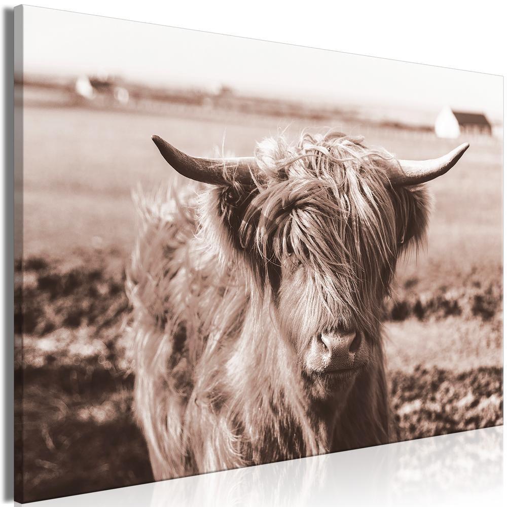 Canvas Print - A Scottish Cow in Sepia