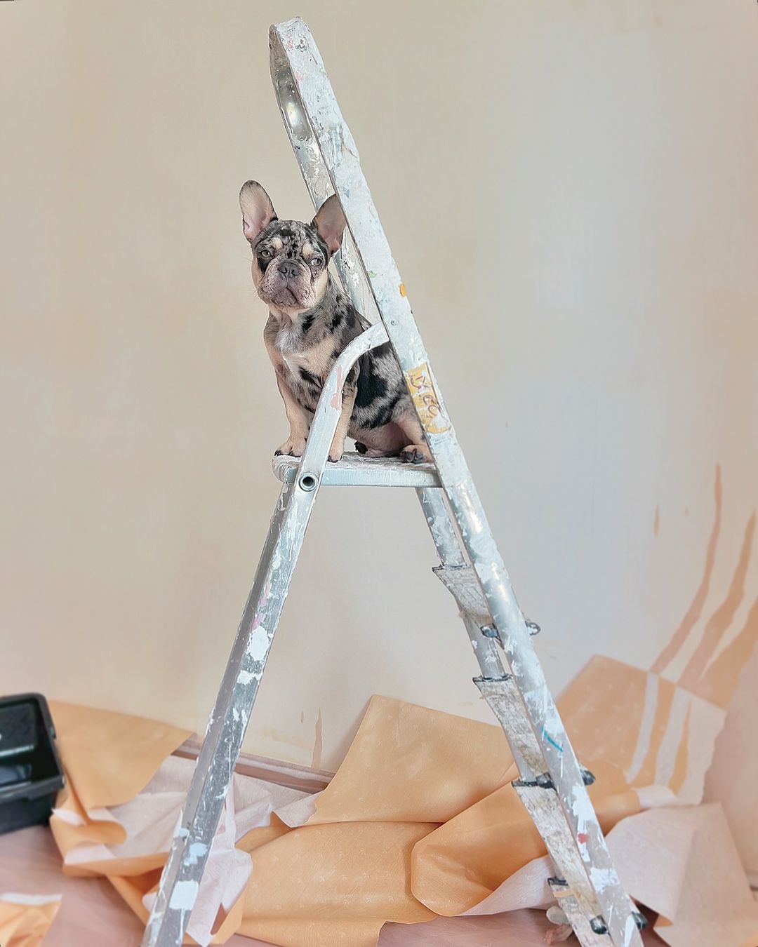 a cute dog sitting on a ladder waiting for the artist to complete the wall mural installation in a living room
